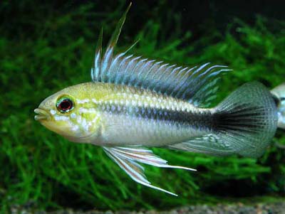 Apistogramma maciliensis